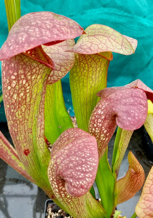 Carniflore Sarracenia x swaniana plante carnivore adulte 1 pied