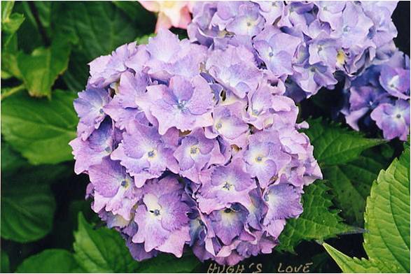 Les Hortensias du Haut Bois Hugg's Love hortensia fleurs rondes godet