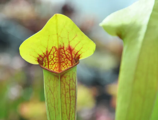 Carniflore Sarracenia catesbaei x swaniana plante carnivore adulte 1 pied