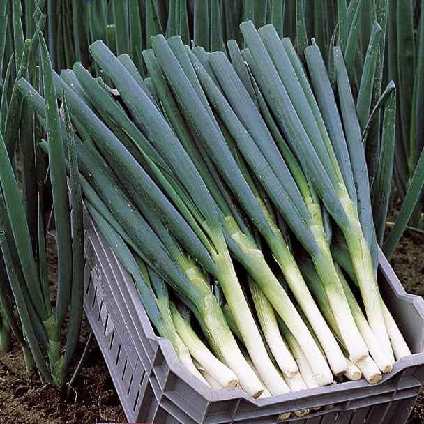Bakker Ciboule Ishikura Long White graines 1g 550 solei
