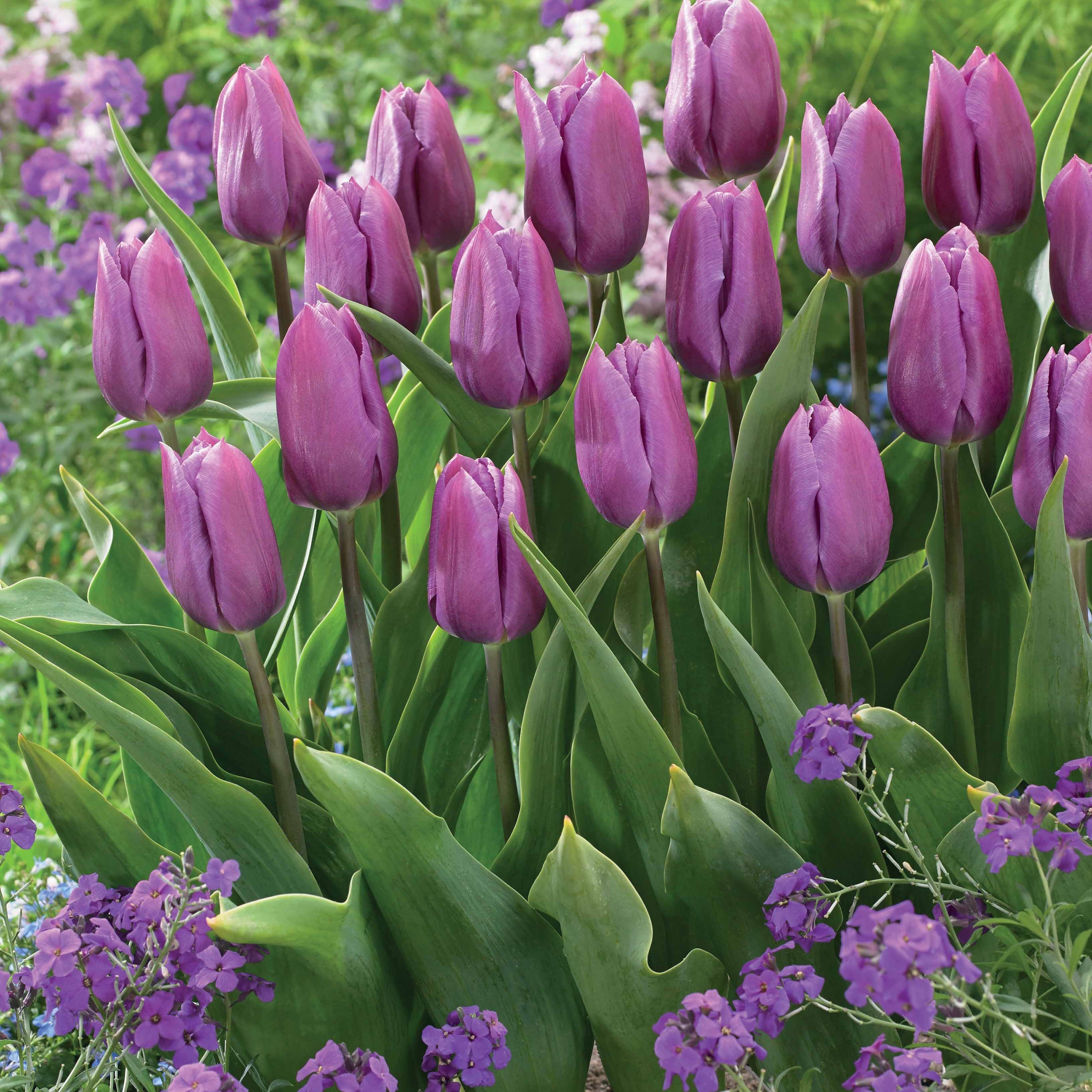 Bakker Tulipes triomphe Bellville Blue Beauty 20 bulbes