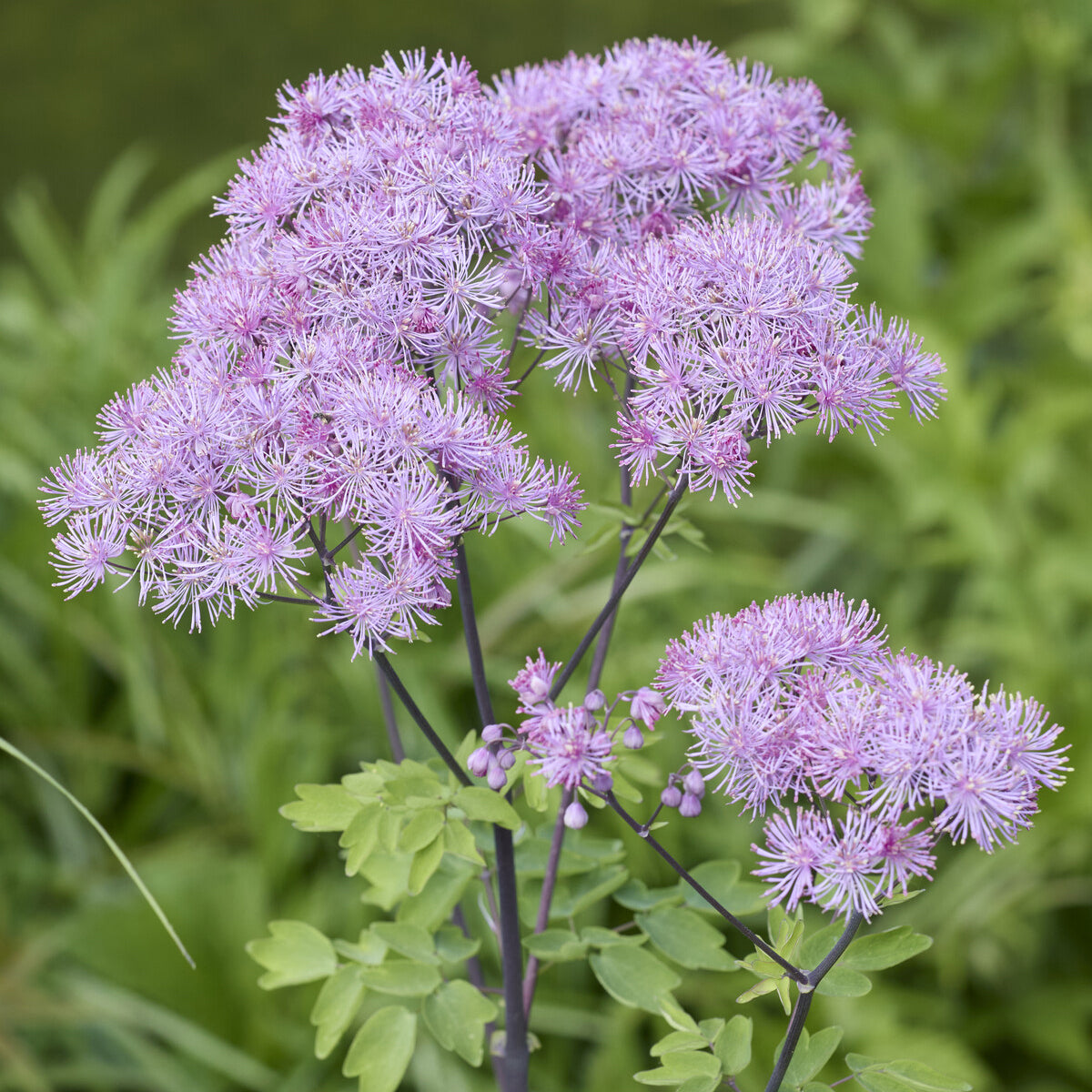 Bakker Pigamon Ancolie vivace pot 9cm fleurs violettes