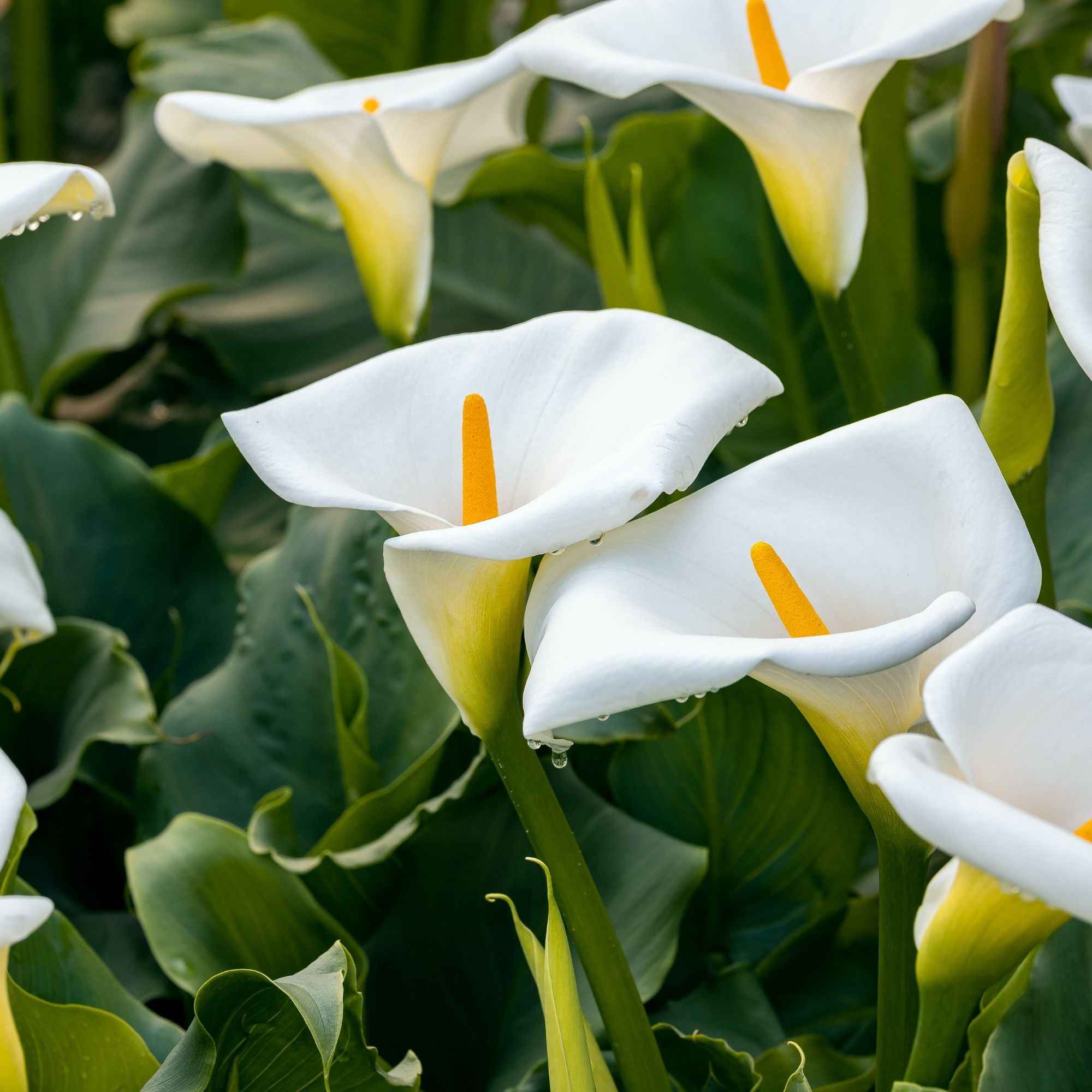 Bakker Bulbes à fleurs 2 Arums blanc d'Ethiopie sachet 2 bulbes