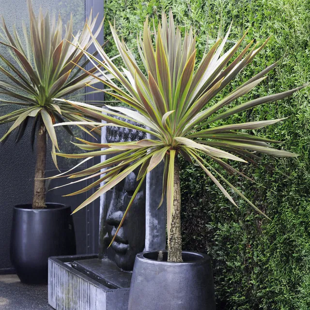 Bakker Cordyline australis Choc-Mint arbuste pot 9cm bicolore