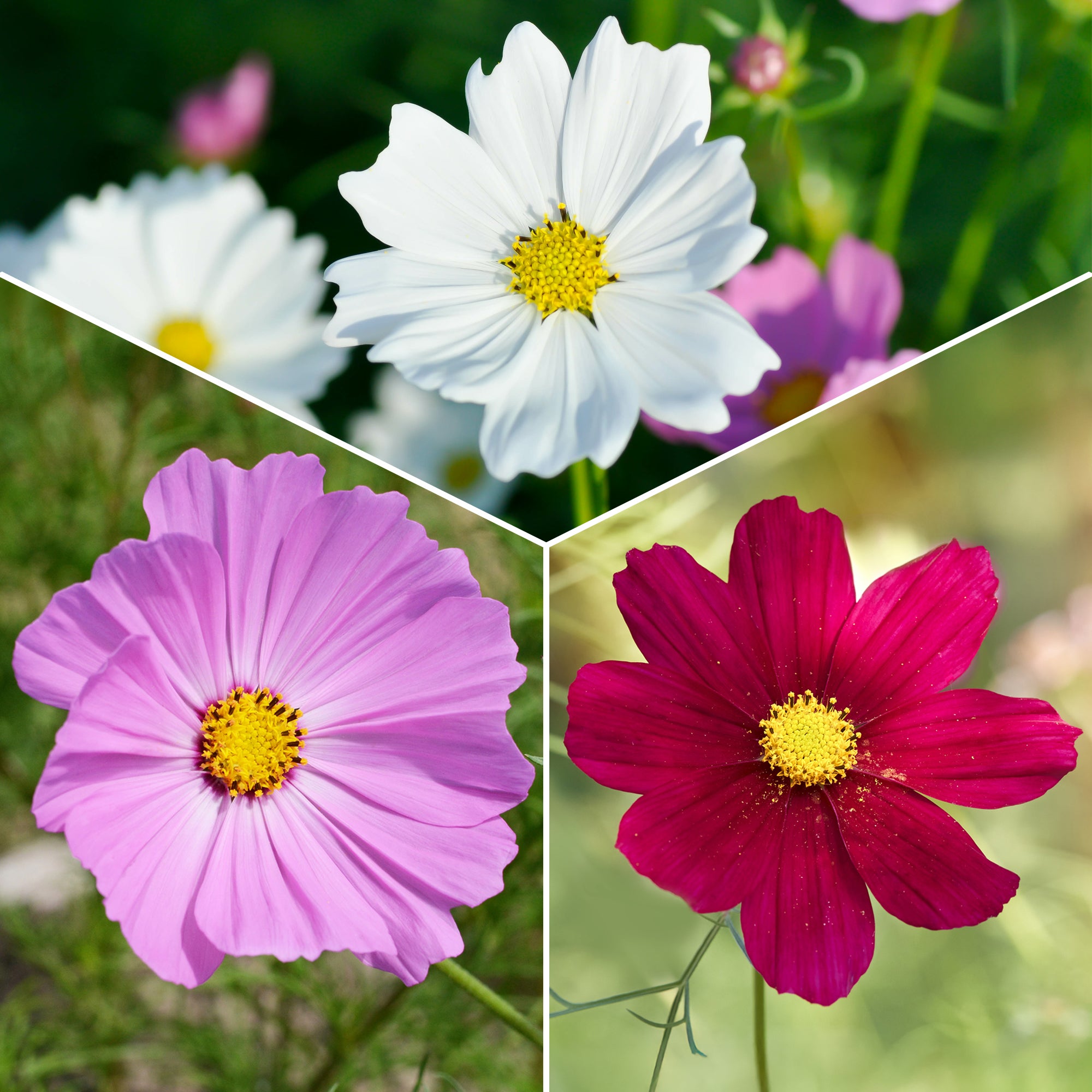 Bakker Cosmos Sensation mélange fleur à couper sachet 225 graines