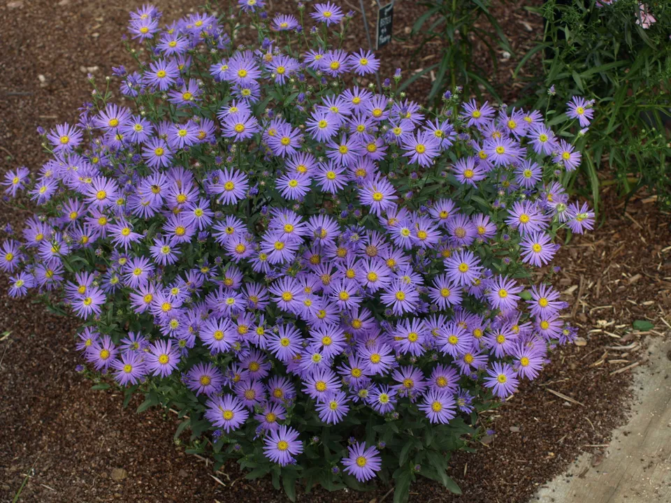 Passion Vivaces Aster amellus Sternkugel aster bleu godet
