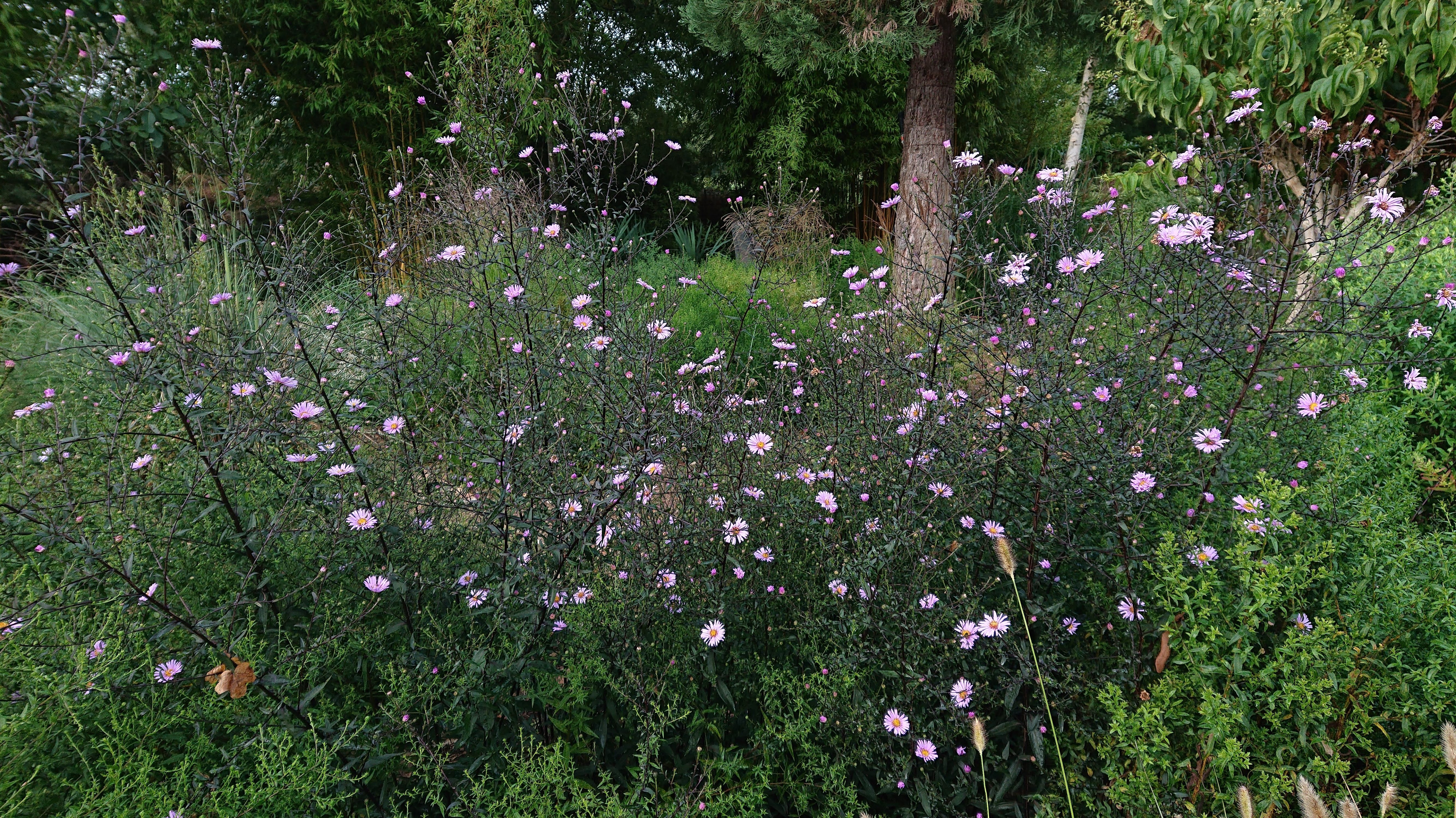 Passion Vivaces Aster laevis Glow in the Dark plante vivace godet
