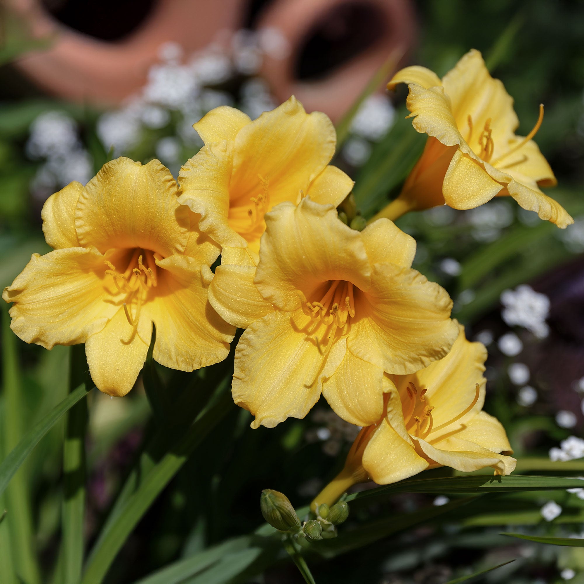 Bakker Hémérocalle Stella de Oro vivace jaune pot Ø 9cm
