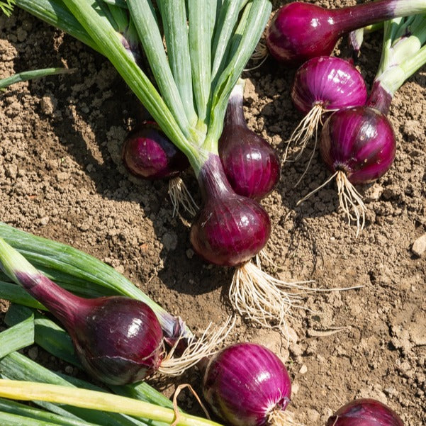 Bakker Potager et Graines Oignon Red Baron bulbe 500g conservation