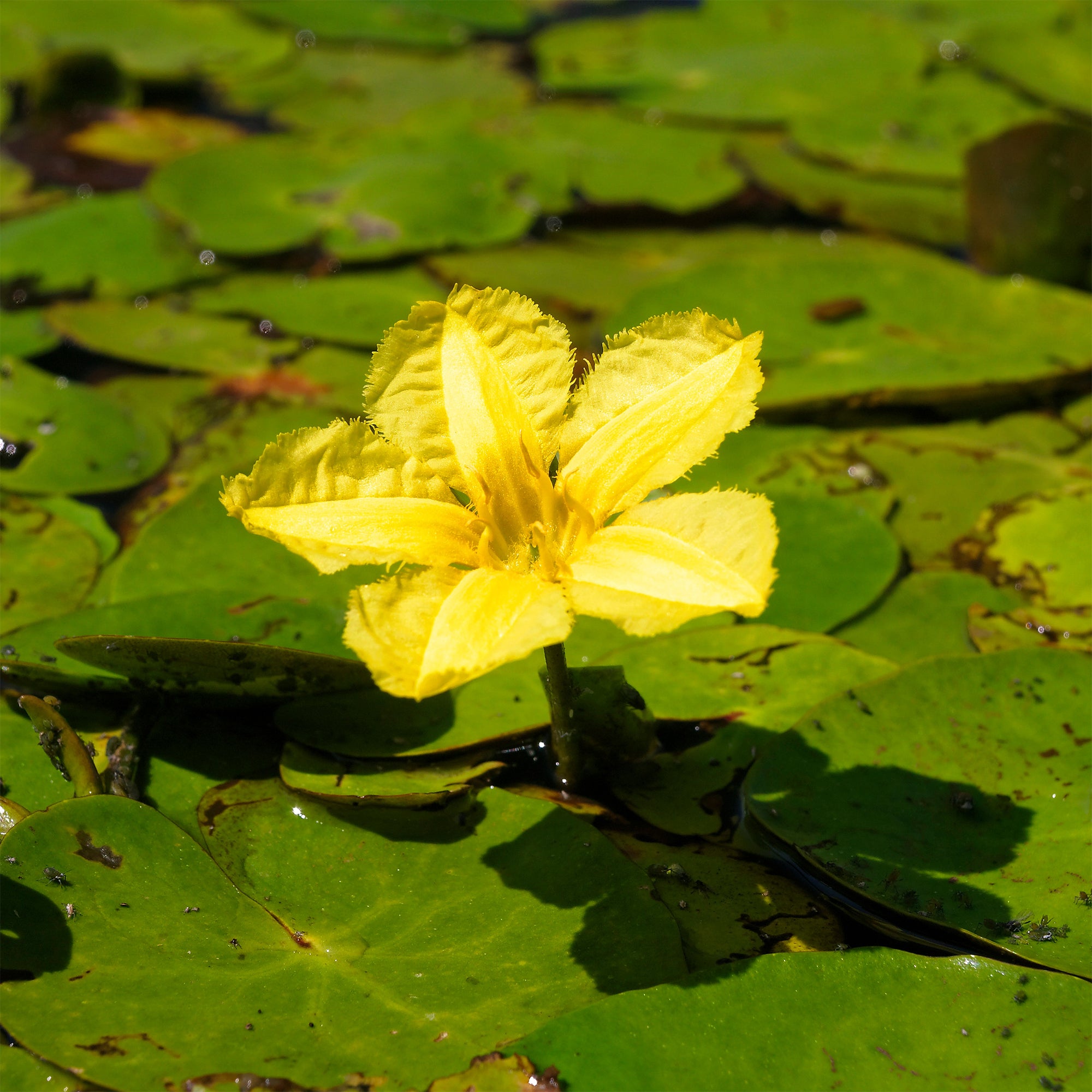 Bakker Limnanthème faux-nénuphar plante de bassin pot Ø9cm jaune