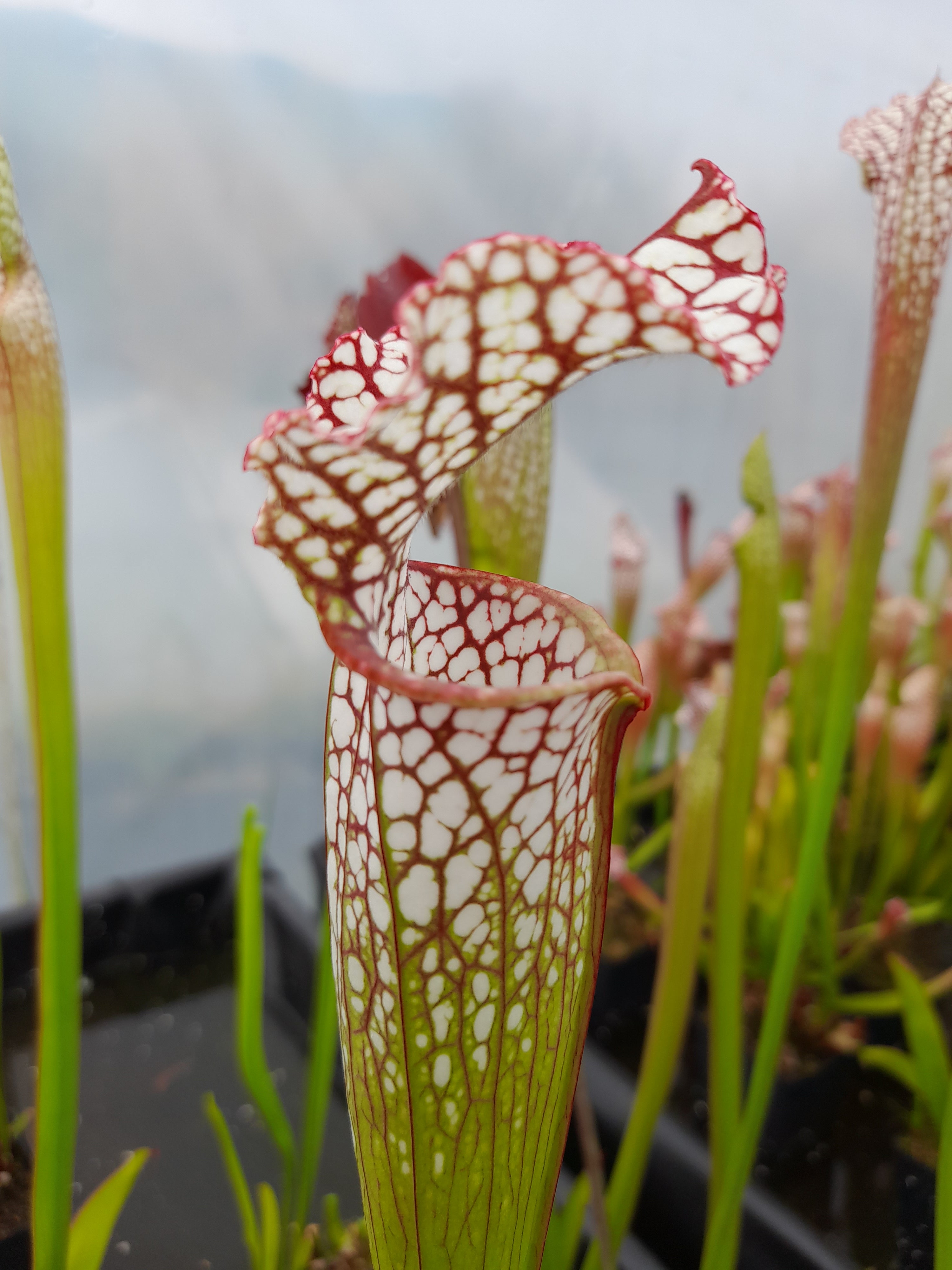 Carniflore Sarracenia leucophylla plante carnivore 1 point 70 cm