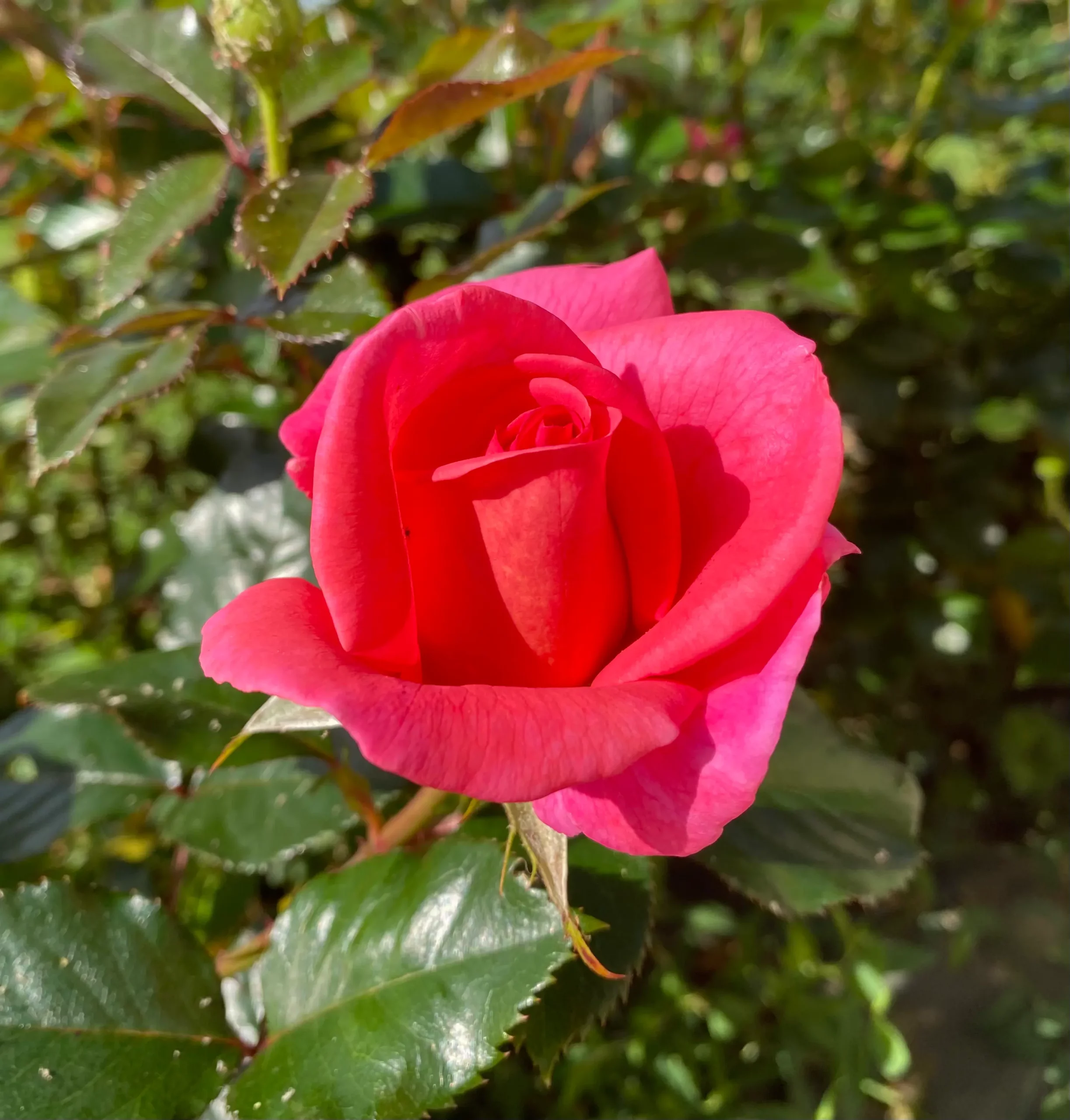 Michel Adam Marcelle Marchand rosier buisson godet rose nacré