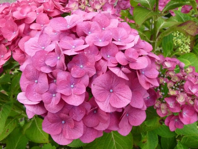 Les Hortensias du Haut Bois Pirate hortensia fleurs rondes godet