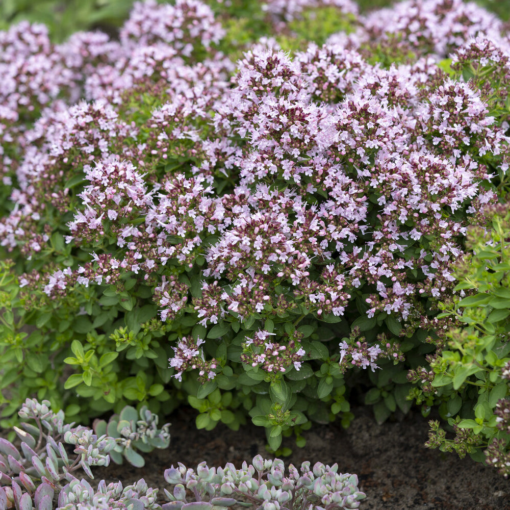 Bakker Origan Compact aromatique pot Ø 9cm vivace
