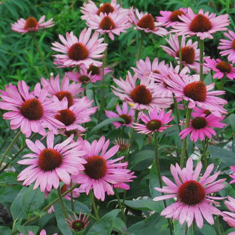 Passion Vivaces Echinacea The King plante godet rose soutenu