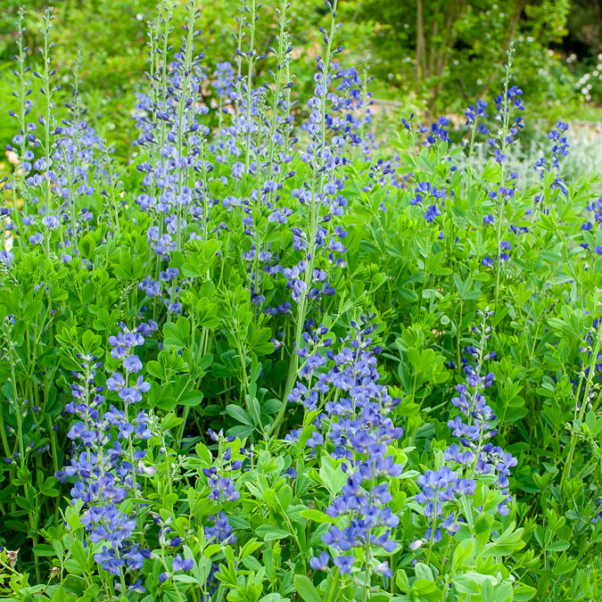 Bakker Podalyre vivace bleue pot Ø 9 cm Baptisia