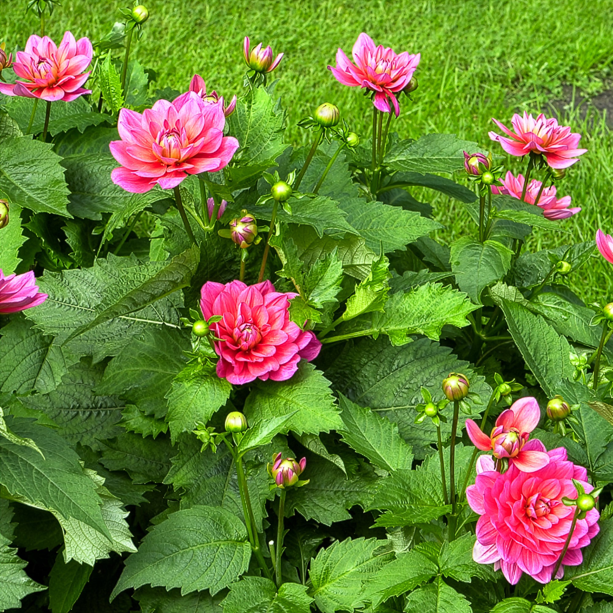 Bakker Berliner Kleene dahlia nain bulbe rose sachet 1