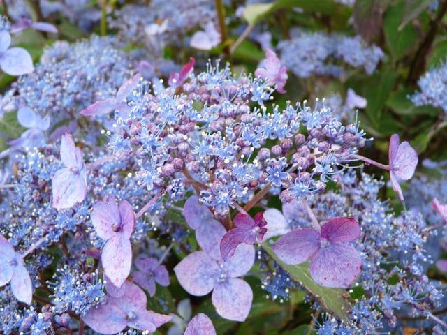 Les Hortensias du Haut Bois Hime gaku hortensia serrata plates