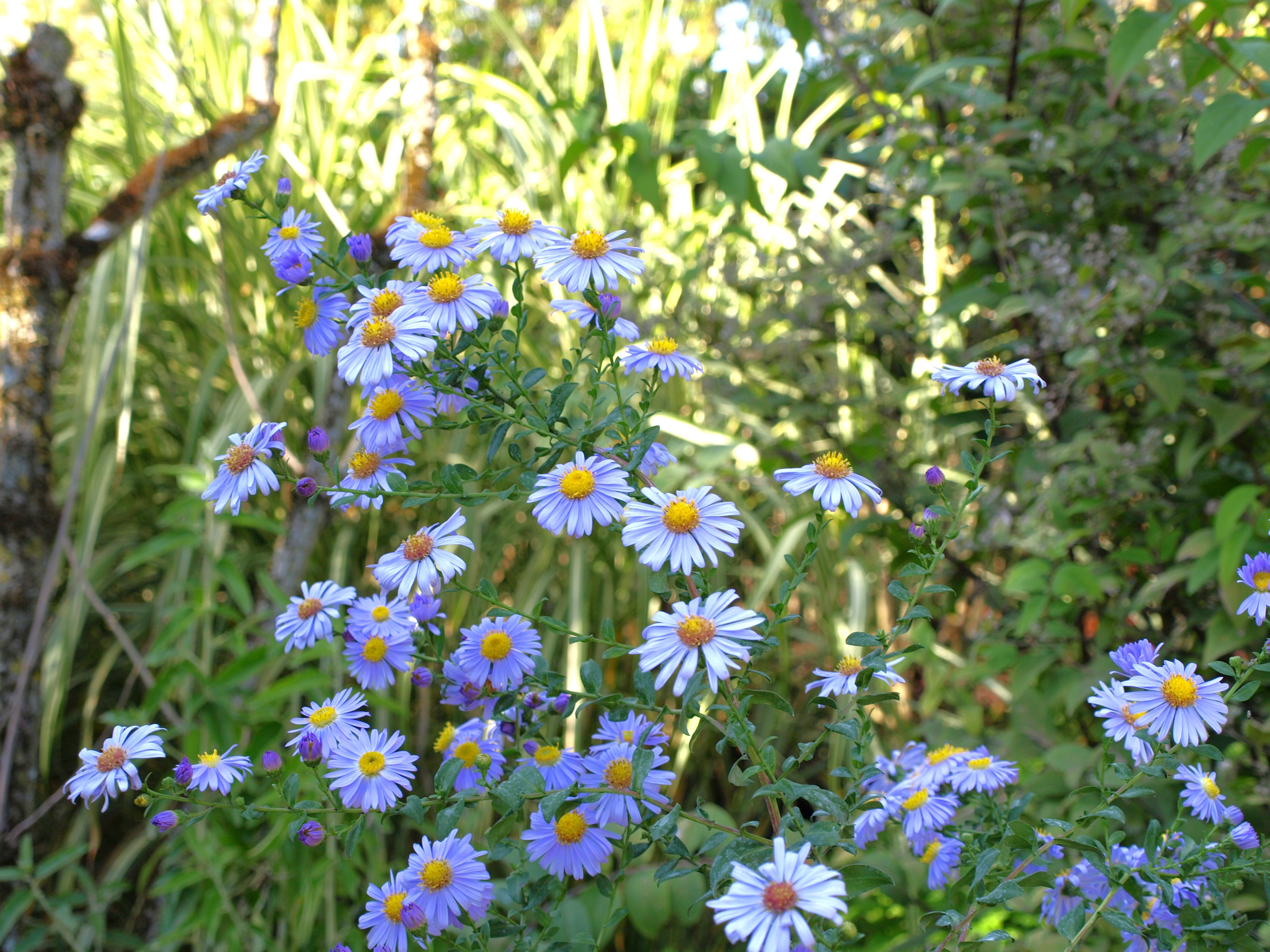 Passion Vivaces Aster laevis Climax plante vivace godet bleu mauve