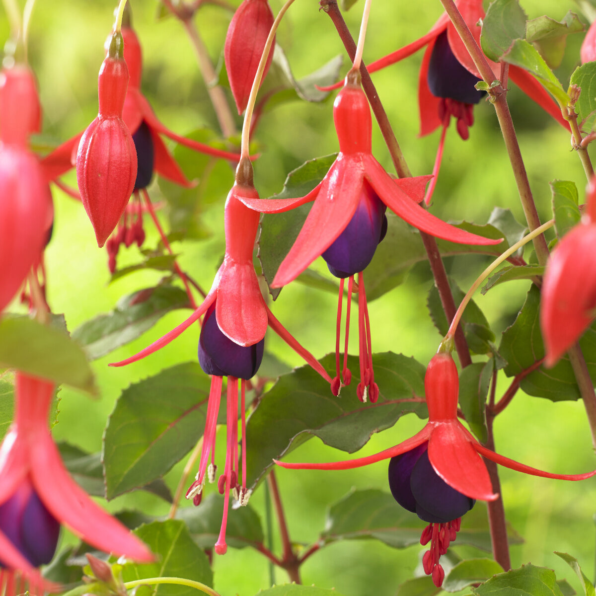 Bakker Fuchsia Mrs Popple plante terrasse pot Ø9cm rouge