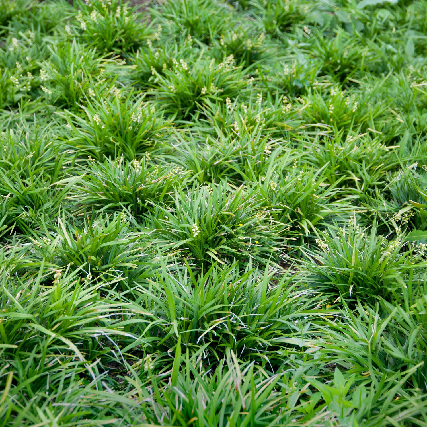 Bakker Barbe de serpent plante vivace pot 8cm ombre