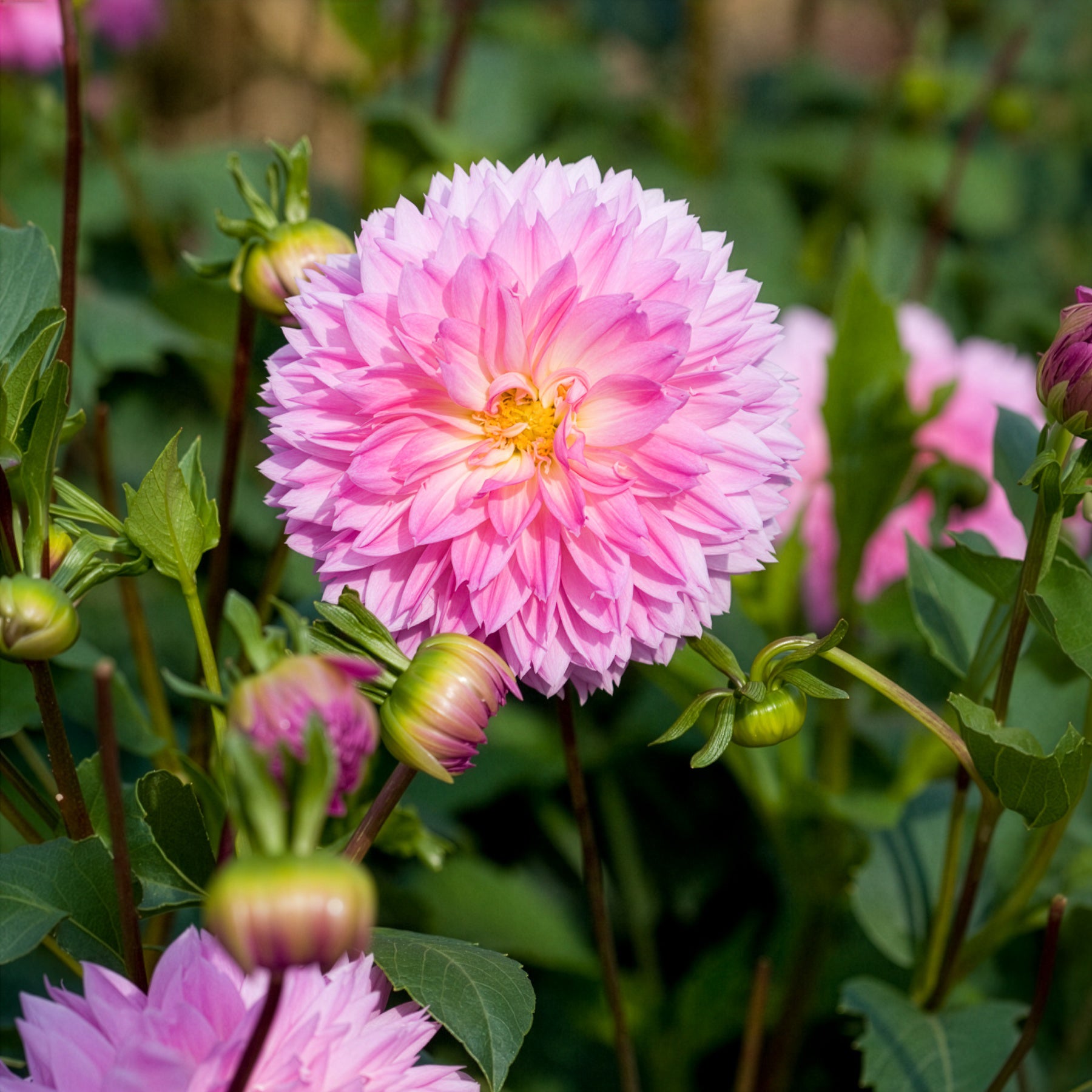 Bakker Bulbes Dahlia Sakura Fubuki rose 3 bulbes calibre I