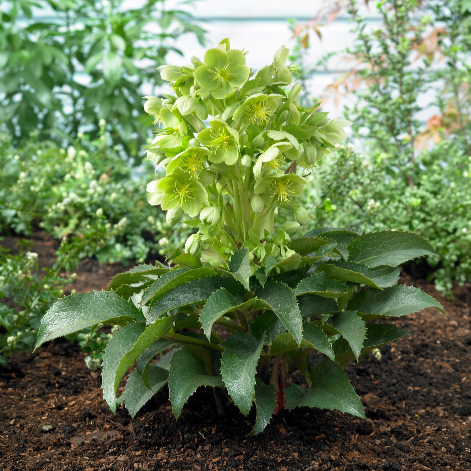 Bakker Hellébore Stern plante vivace pot 9cm fleurs vertes