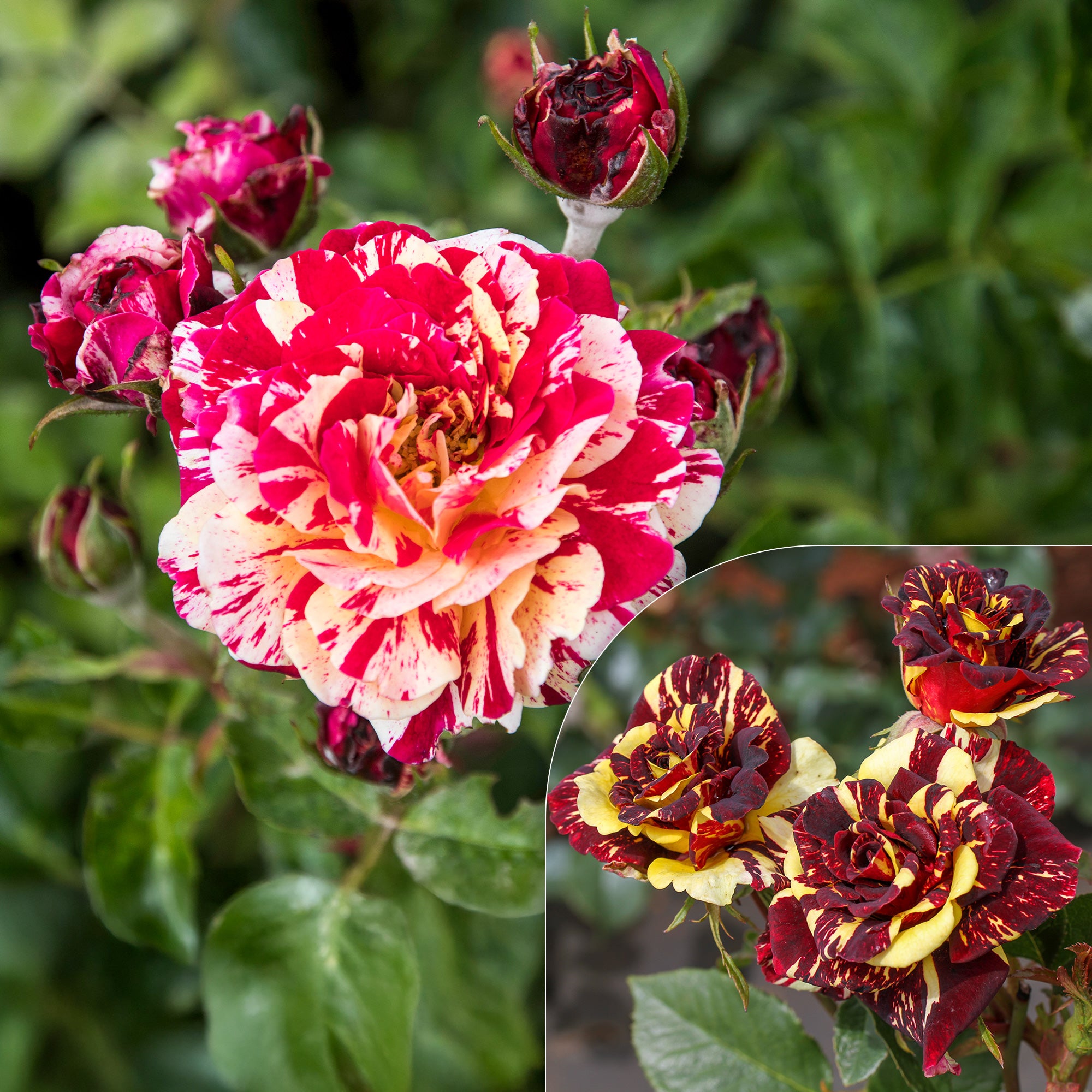 Bakker Rosier Abracadabra Koramsaro buisson multicolore 3L