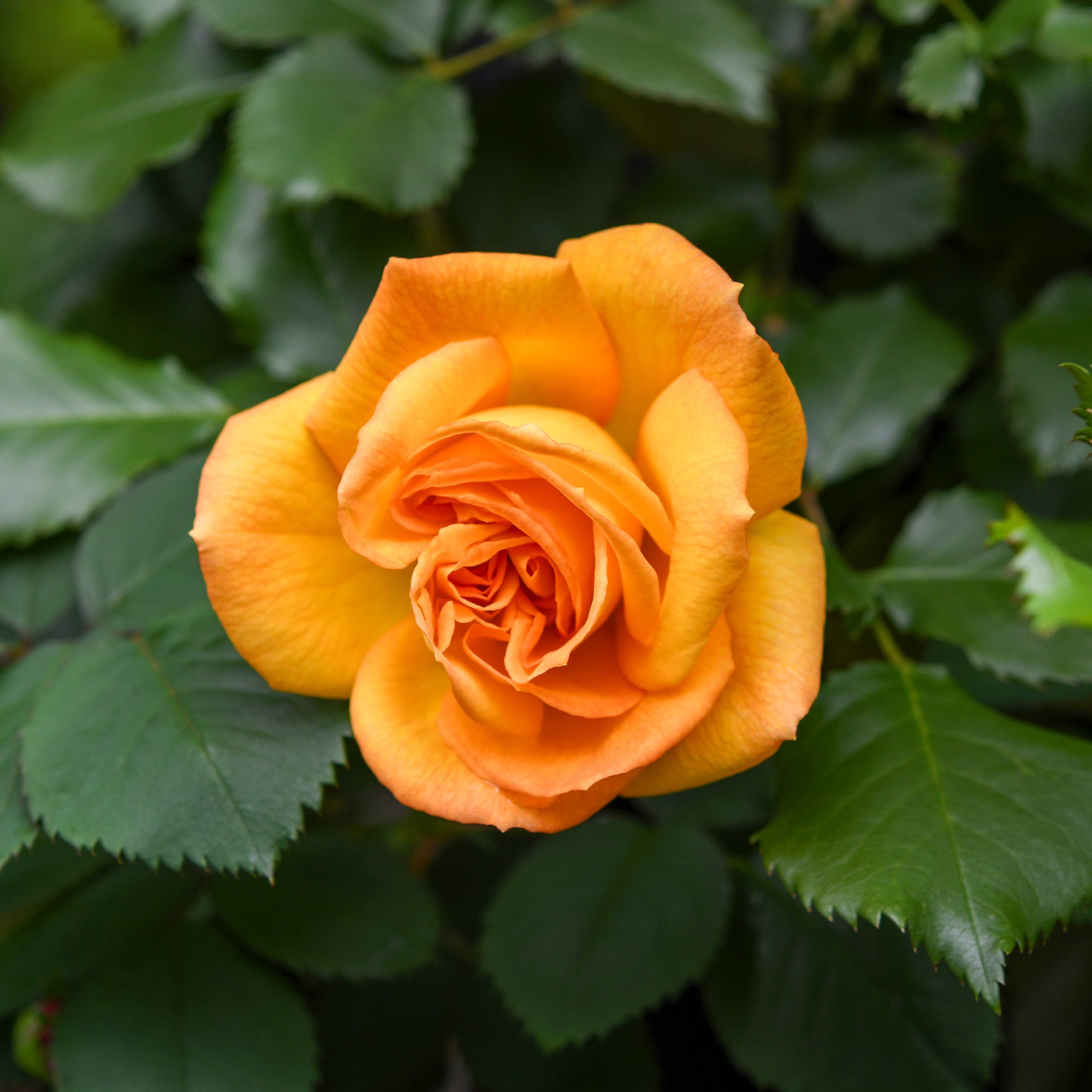 Bakker Rosier buisson Whisky racine nue orange parfumé