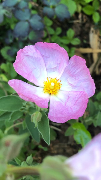 Passion Vivaces Cistus Grayswood Pink arbuste pot 1 L rose tendre
