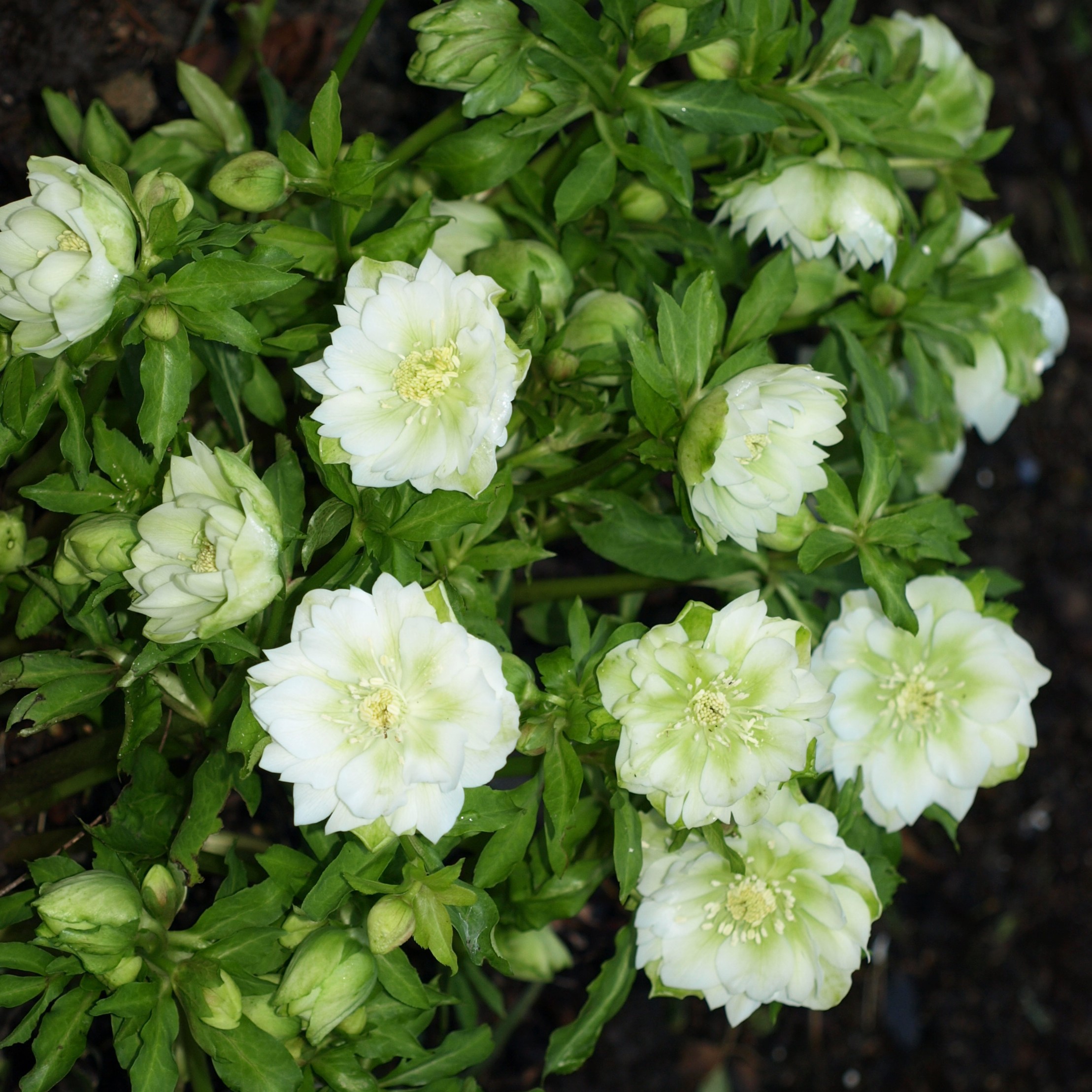 Passion Vivaces Helleborus Double Ellen White plante vivace blanc