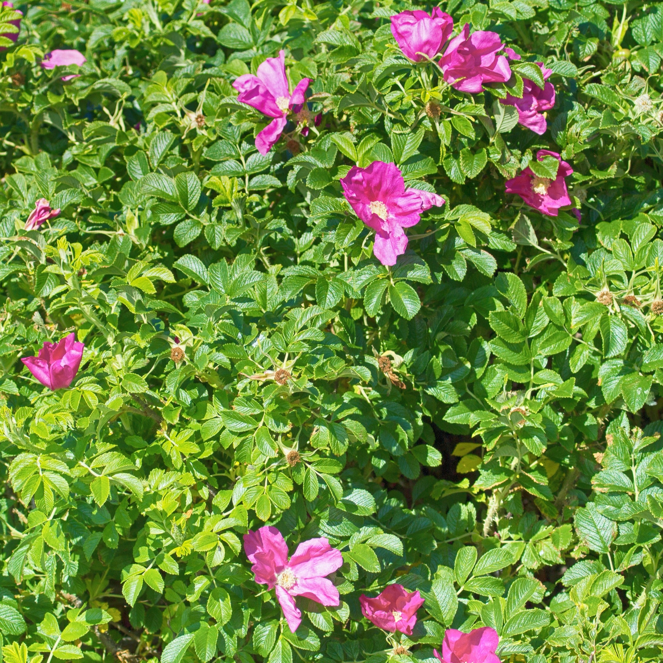 Bakker Rosiers Rugueux rose foncé 2 pots Ø9cm parfumé rustique