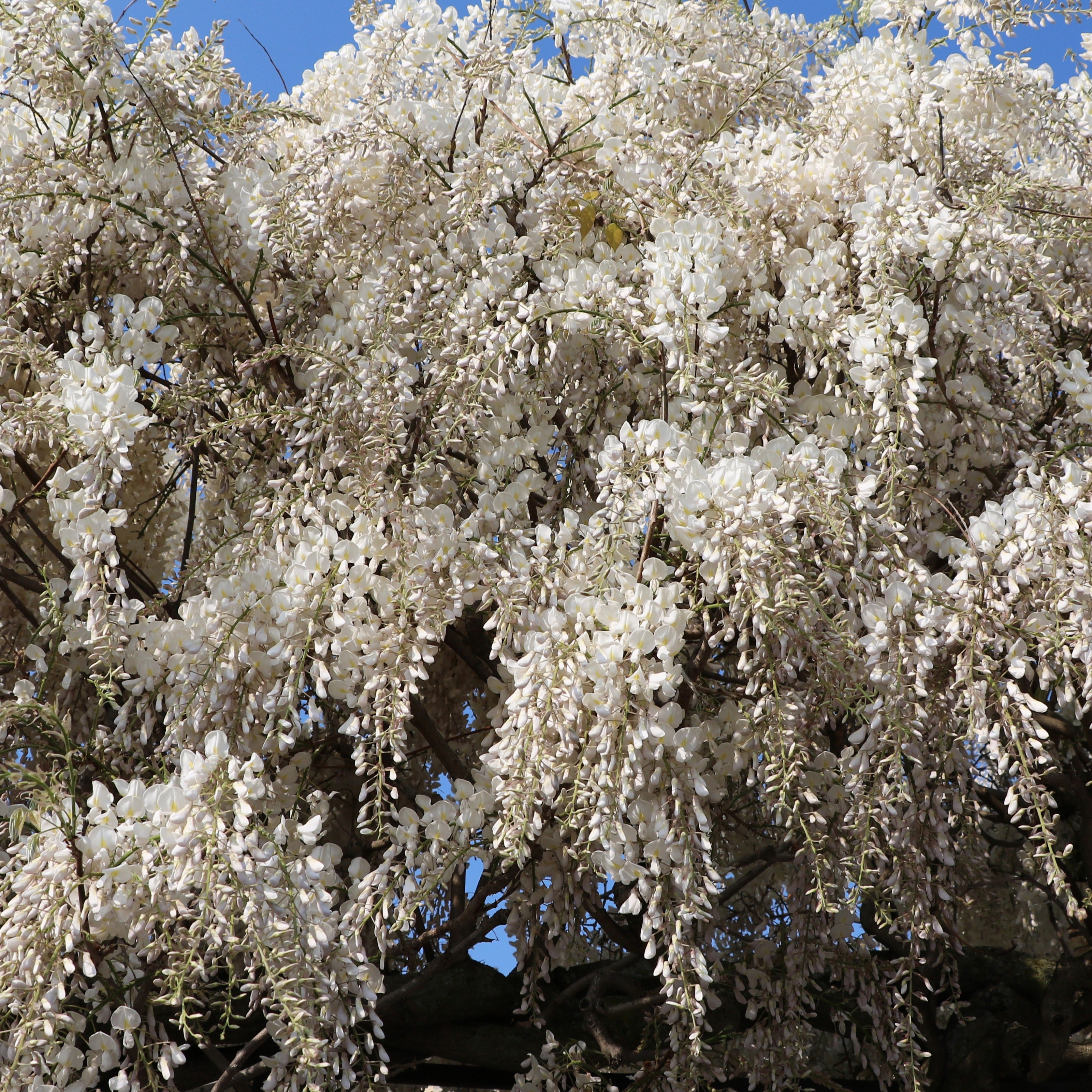 Bakker Glycine blanche grimpante parfumée 2L 40-50cm