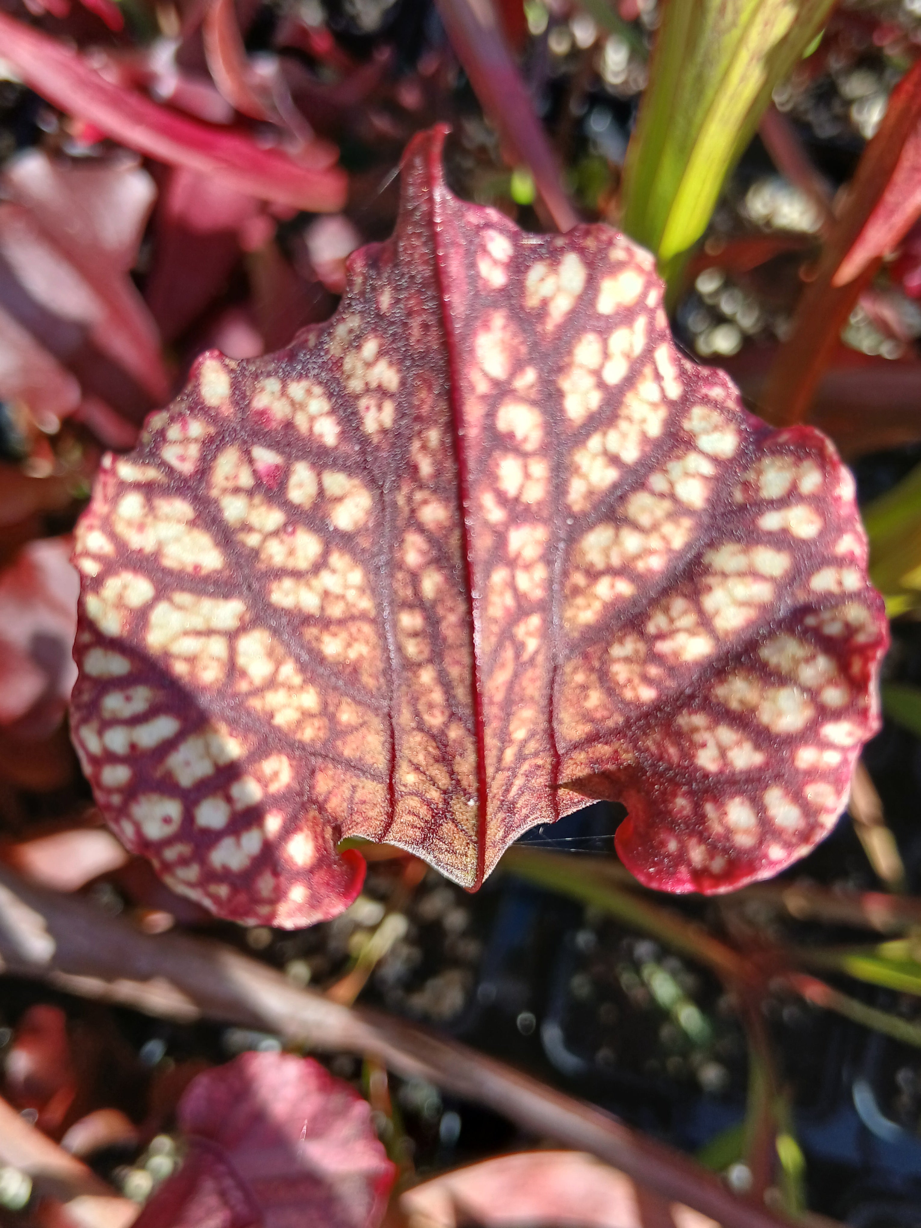 Carniflore Sarracenia Daniel Rudd plante carnivore 1 point