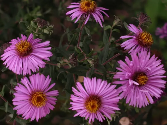 Passion Vivaces Aster Barr's Pink plante vivace rose godet