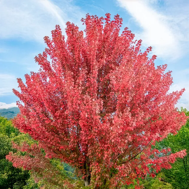 Bakker Autumn Blaze Érable de Freeman pot 60-80cm rouge