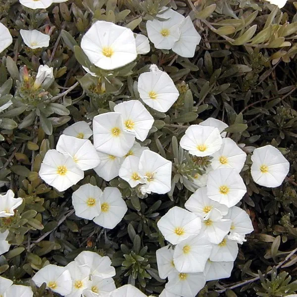 Passion Vivaces Convolvulus cneorum arbuste pot 2 L feuillage argenté