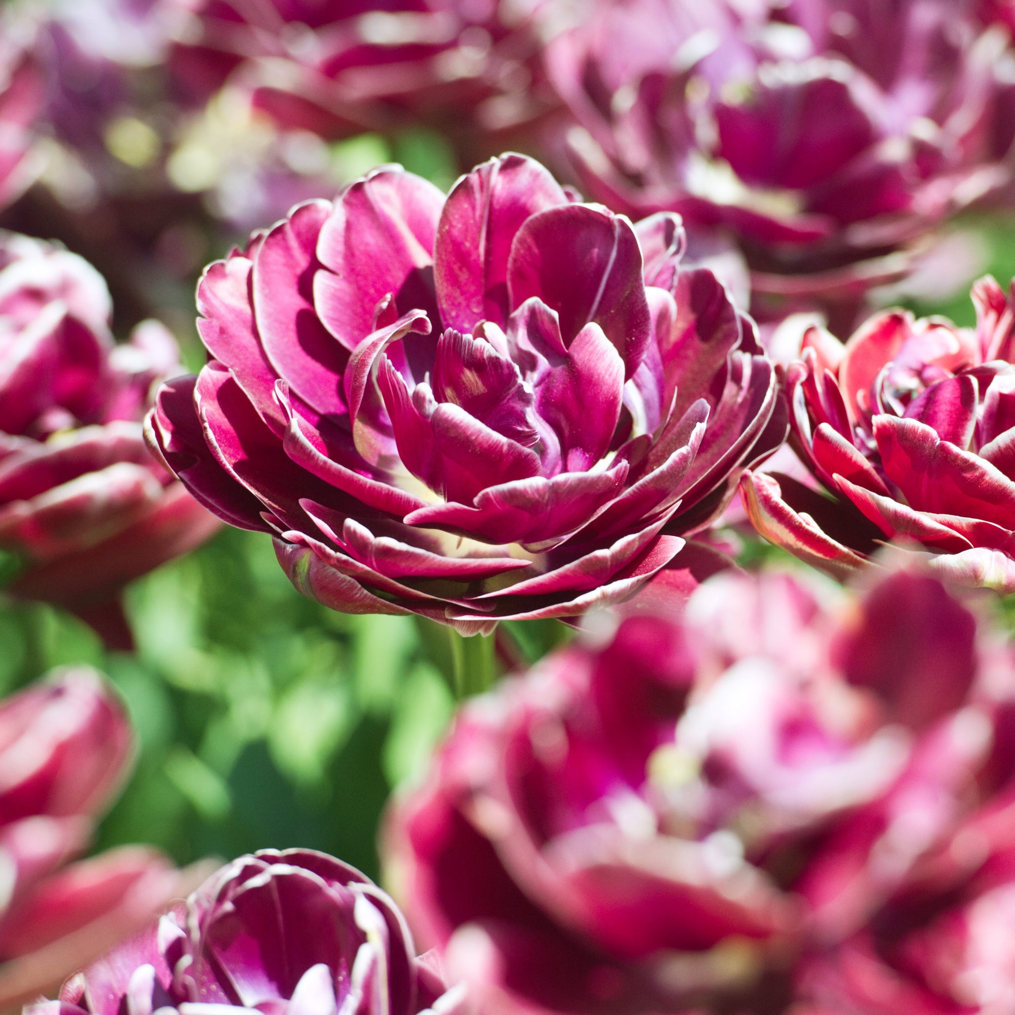 Bakker Tulipe Dream Touch bulbes sachet 7 roses pivoine