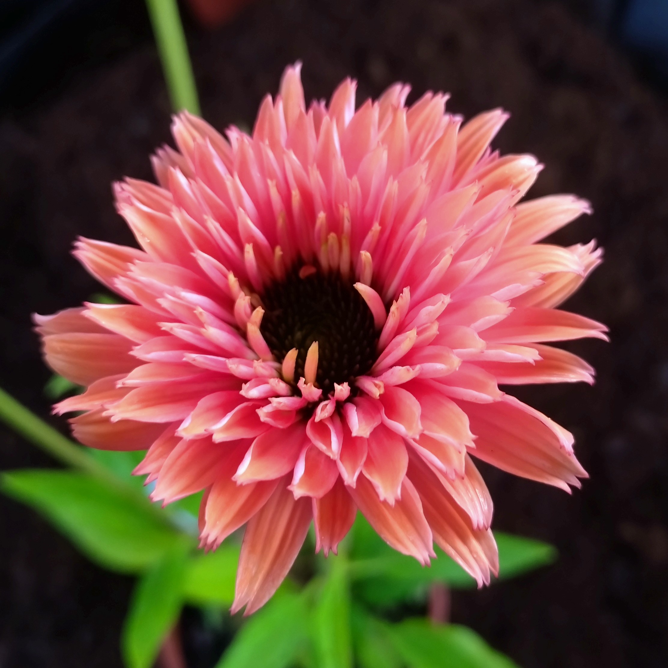 Passion Vivaces Echinacea Sunseekers Rainbow plante pot 1L longue floraison