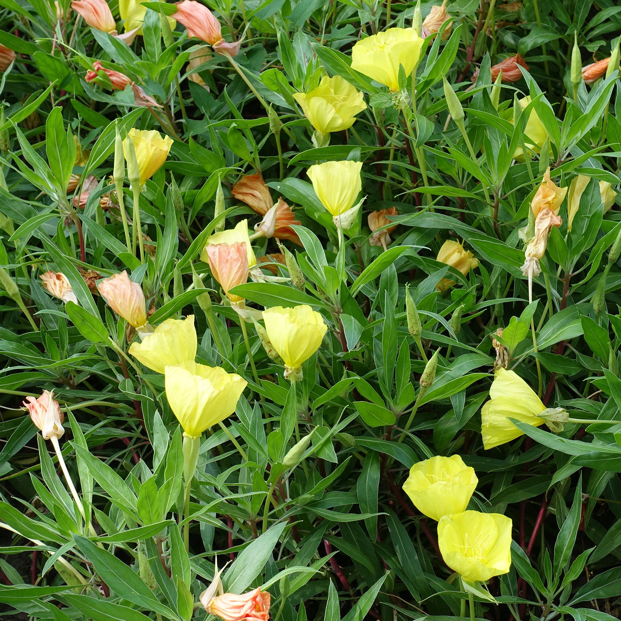 Bakker Oenothères à grandes fleurs vivace jaune lot 2 pots Ø 9cm