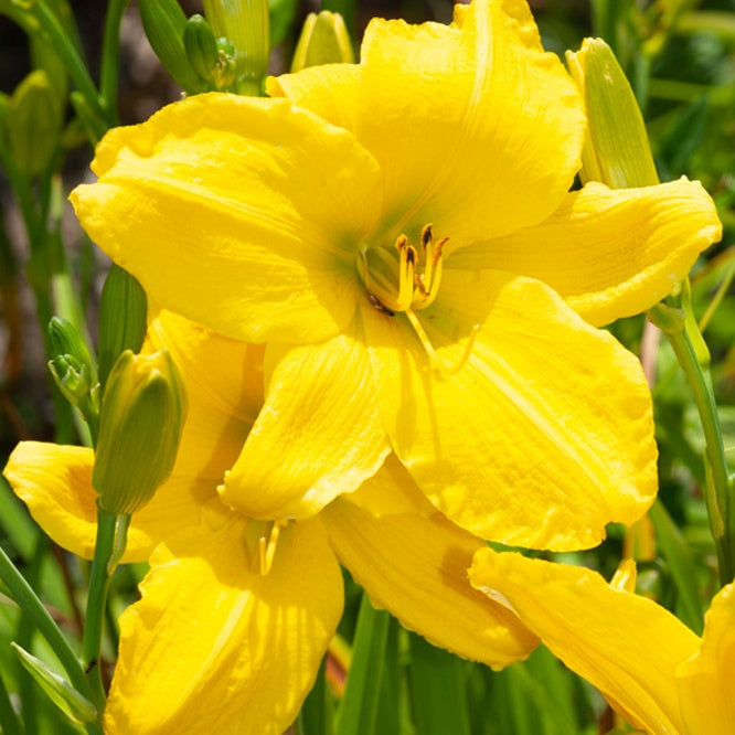 Bakker Hémérocalle Mary Todd vivace jaune pot Ø 9 cm