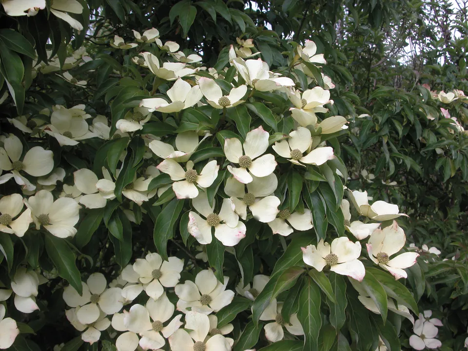 Ripoche Cornus hongkongensis cornouiller blanc persistant