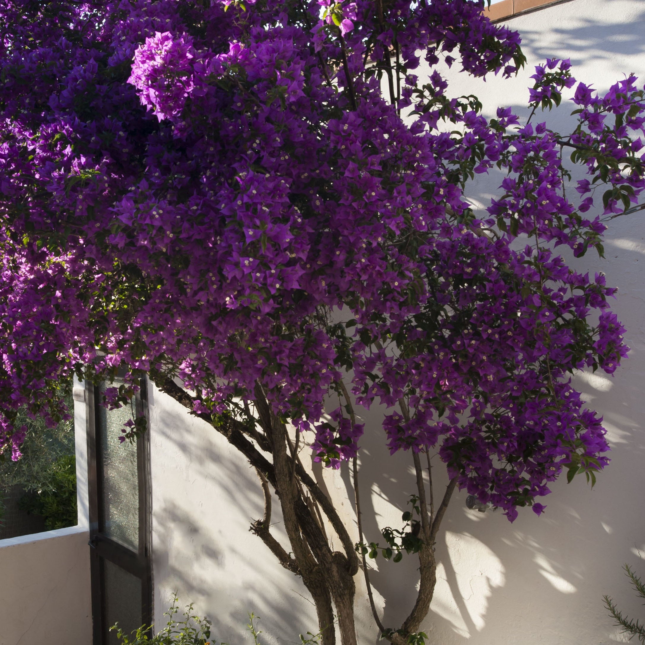 Bakker Violet de Mèze bougainvillier rustique pot Ø 11 cm