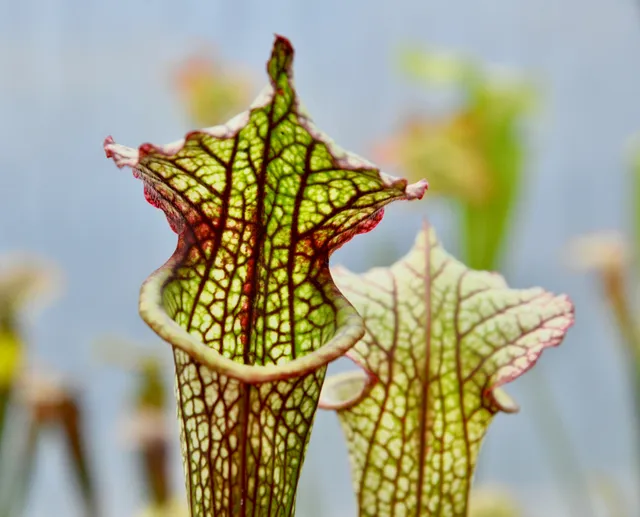 Carniflore Sarracenia 'Lynda Butt' plante carnivore 1 point rosée