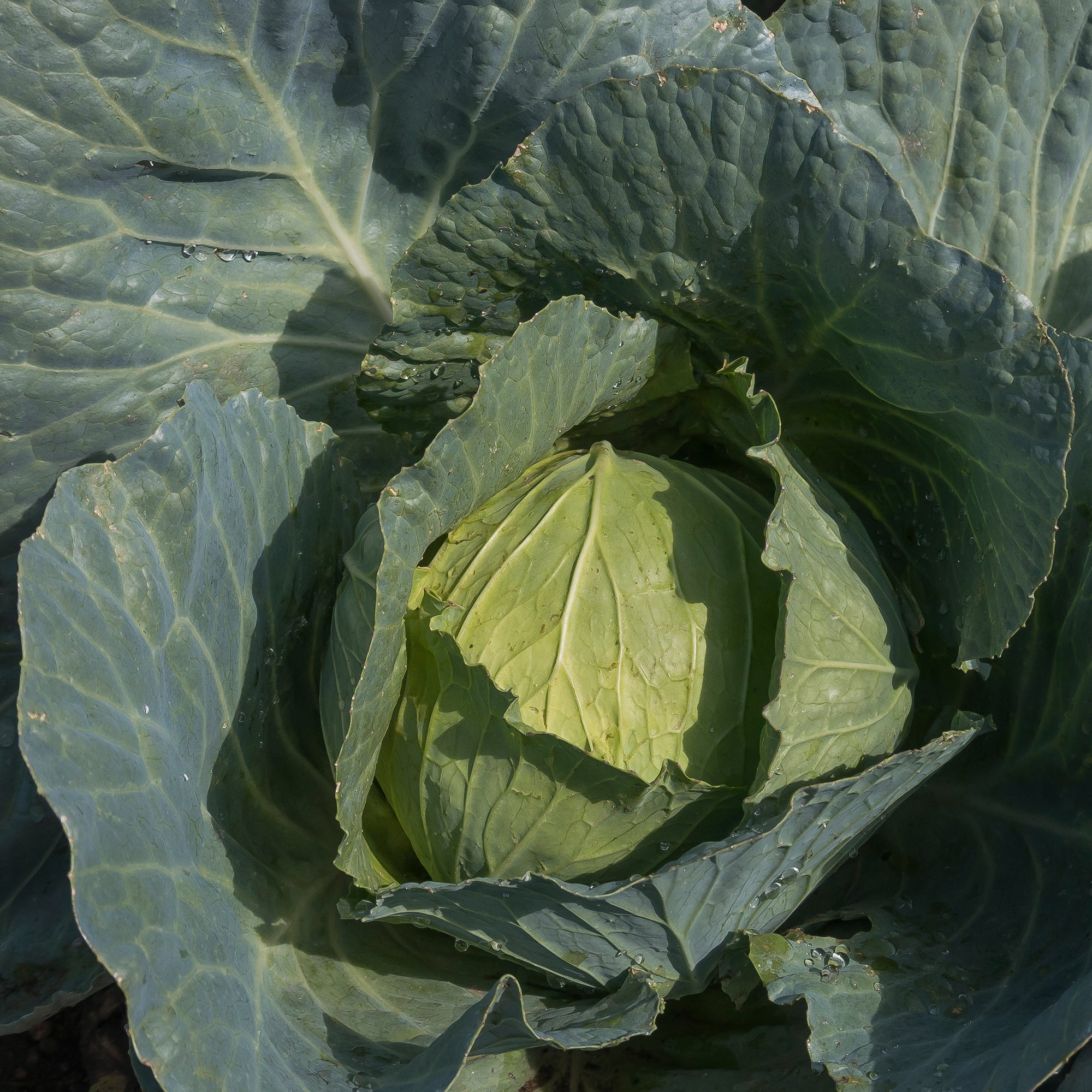 Bakker Chou cabus De Brunswick graines potager 1,2g