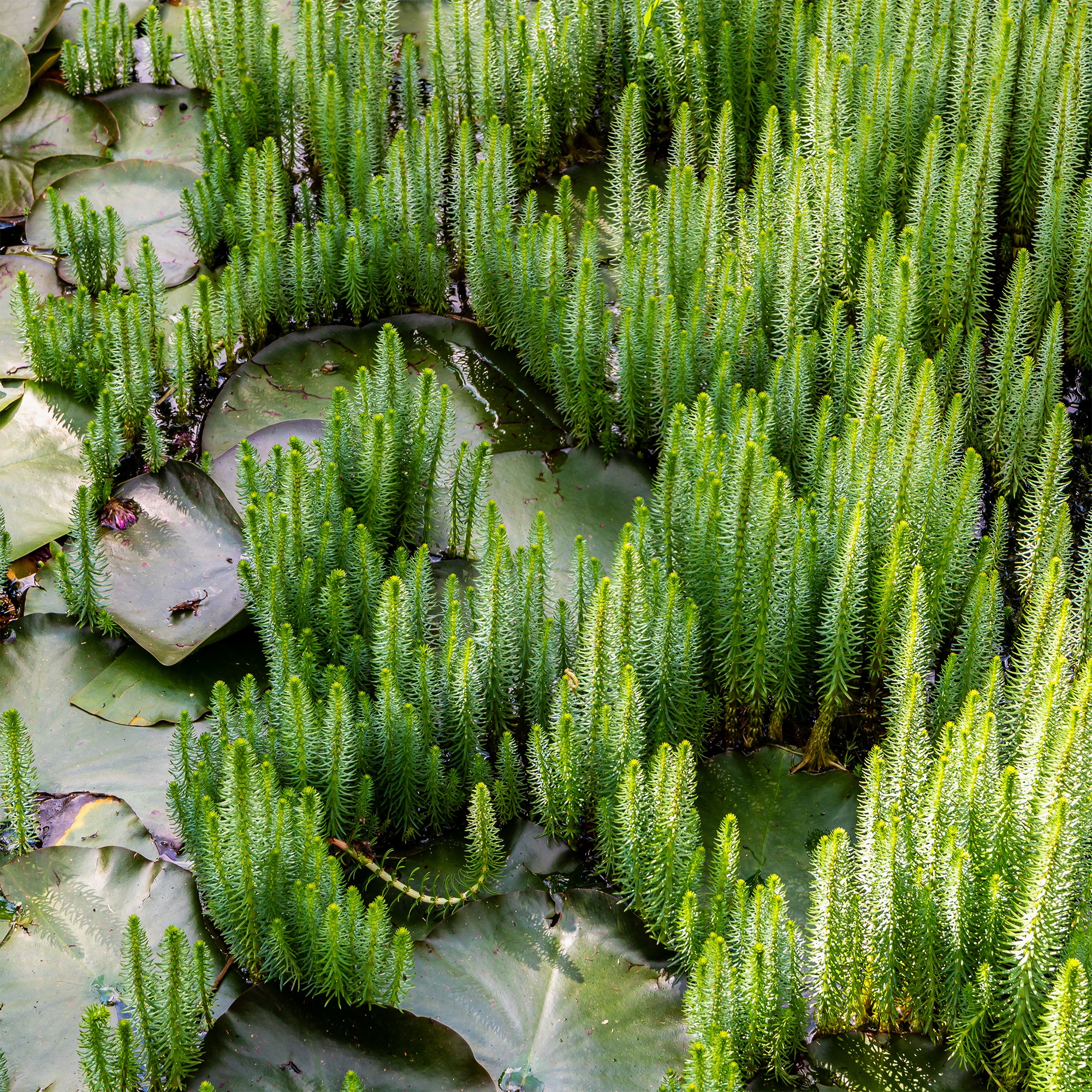 Bakker Pesse d'eau plante de bassin pot Ø 11cm oxygénante