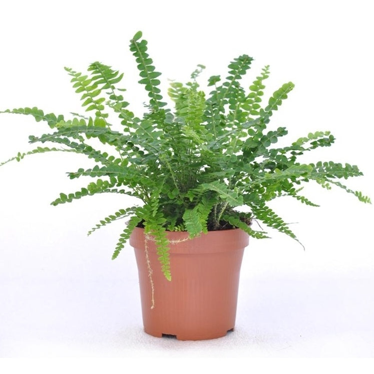 Bakker Fougère Duffi plante intérieure 2 pots 12cm cache-pot blanc