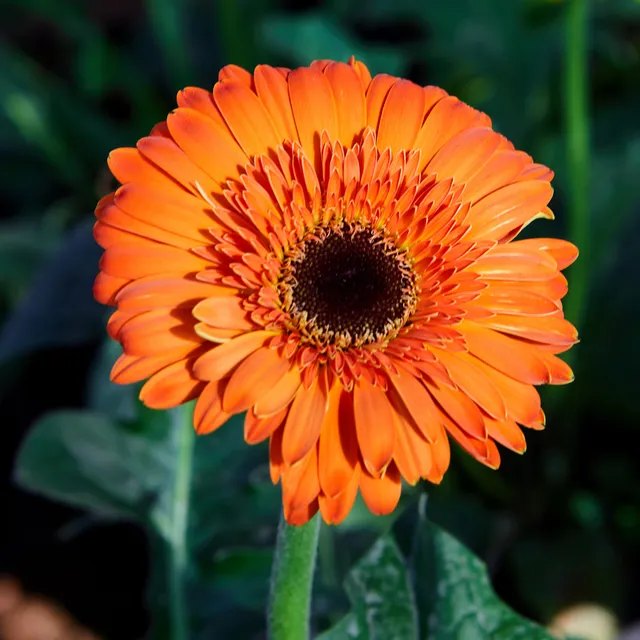 Bakker Gerbera orange plante terrasse pot Ø12cm fleur à couper été