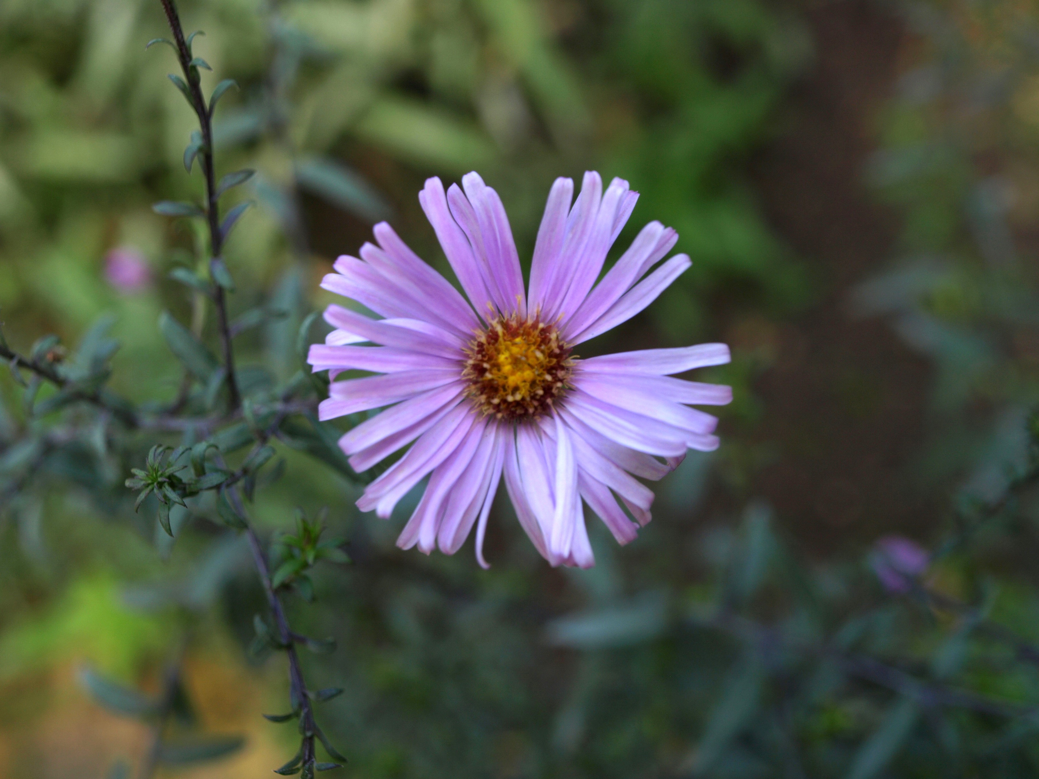 Passion Vivaces Aster laevis Glow in the Dark plante vivace godet