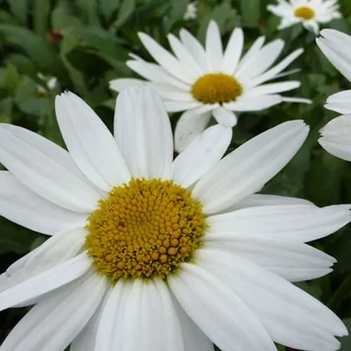Bakker Marguerite Gruppenstolz plante vivace pot Ø 9cm blanc